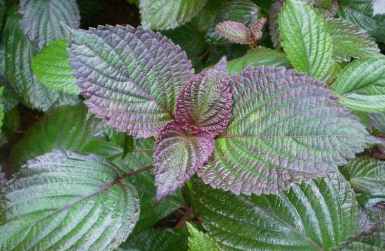 酒店蔬菜配送公司提供高品質的蔬菜給酒店業(yè)