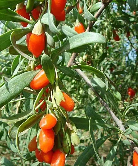 首宏蔬菜配送：新鮮食材，信賴之選